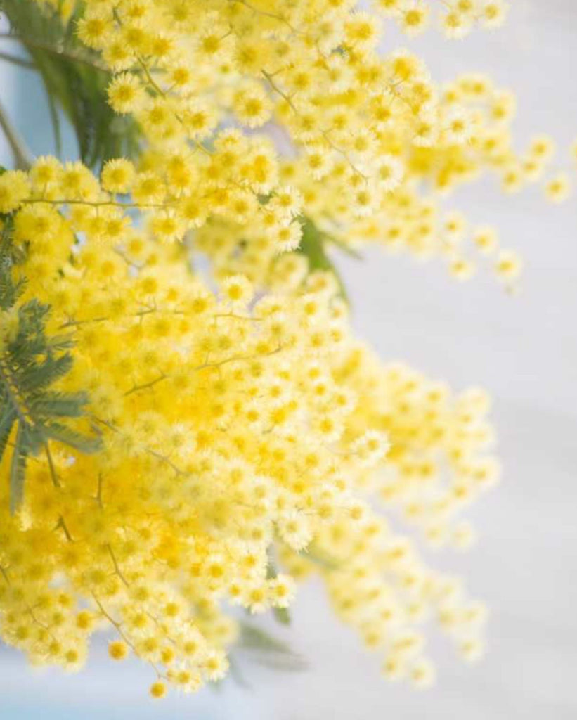 Mimosa season 🌼
⠀
#sergeguillouxparis #mimosa #flower #yellow #picoftheday #beautiful #instagood #follow #madeinfrance #trending #canon #followers