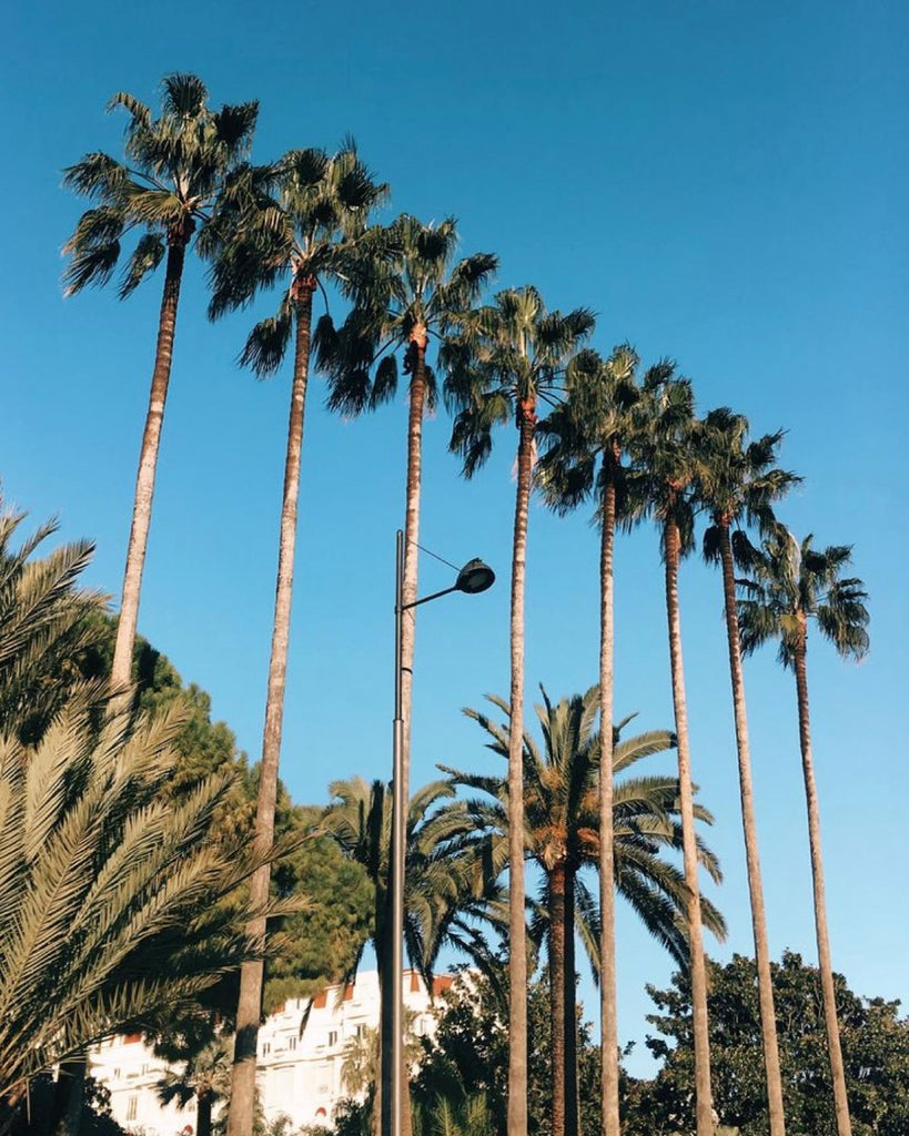 Palmtrees please 🌴
⠀
#sergeguillouxparis #inspi #bordsdemer #frenchriviera #cotedazur #inspiration #nature #palmtrees #france #beautiful #instagood #follow #trending #followers